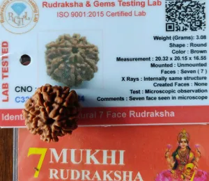 7 Mukhi Certified Rudraksh Nepal