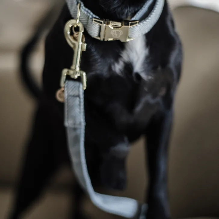 Kentucky dogwear Wool Lead