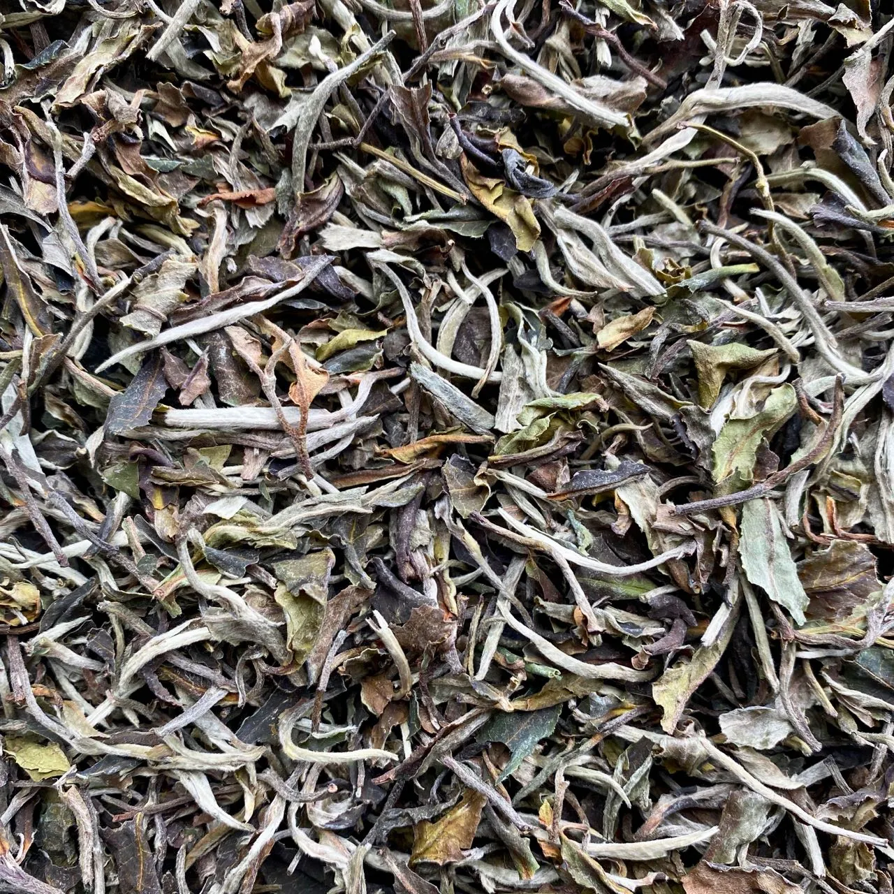 Organic Yunnan White