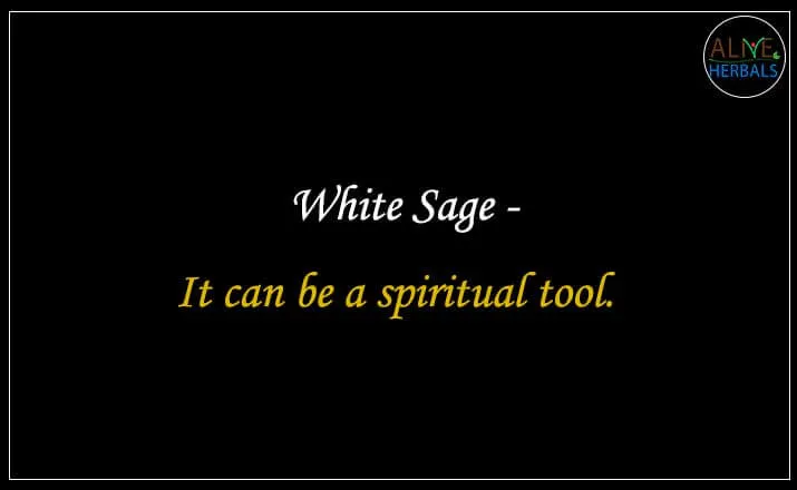 White Sage